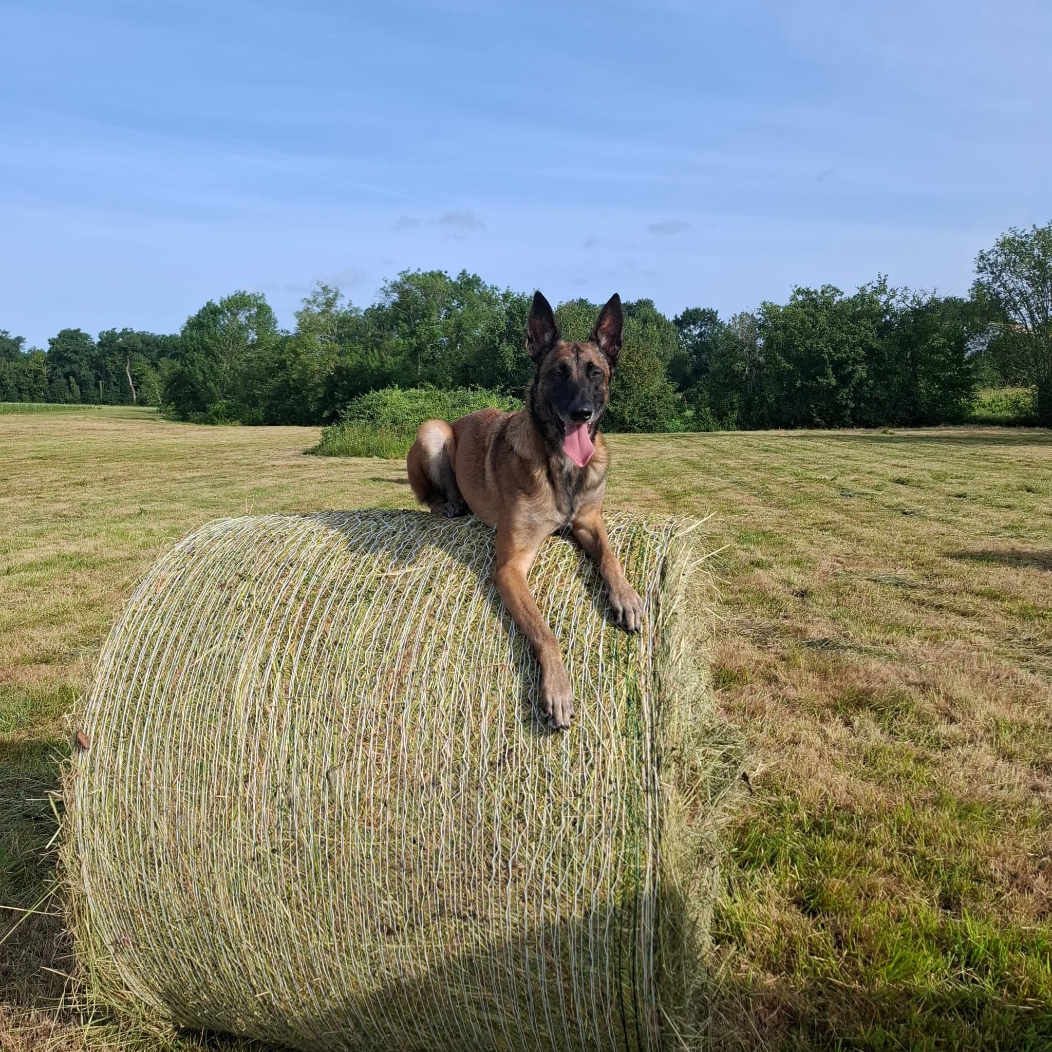 Chien épanoui en pleine nature, complice avec son propriétaire