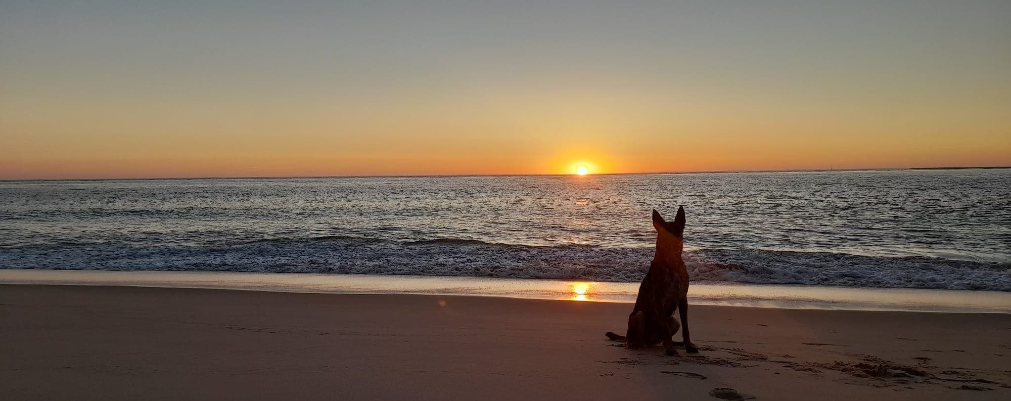 Chien assis face à l'océan au coucher du soleil, éducateur canin Bassens Bordeaux